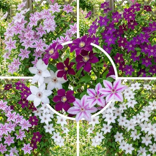 FLORIUM Clematis Tricolor Kollektion Kletterstauden aus Holland – 3 | 3 Clematis-Pflanzen, Tricolor-Mix, winterhart, mehrjährig, aus Holland, für Rankgitter und Kübel