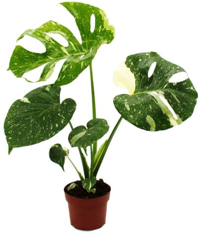 Monstera Thai-Constellation - gemustertes Fensterblatt - exklusive Zimmerpflanze - Rarität - 12cm Topf