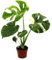 Monstera Thai-Constellation - gemustertes Fensterblatt - exklusive Zimmerpflanze - Rarität - 12cm Topf