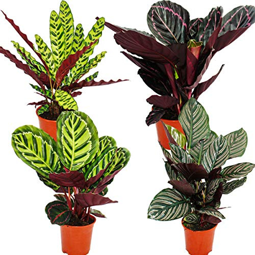 Exotenherz - Schattenpflanzen 4er Set - ausgefallenem Blattmuster - Calathea - ca. 50cm hoch