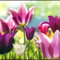 Tulpen zwiebeln,winterharte pflanzen,pflegeleicht,in verschiedenen Farben erhältlich,voller Vitalität,duftend,geeignet für Gärten,tulpenzwiebeln winterhart mehrjährig rosa.-25zwiebeln-G
