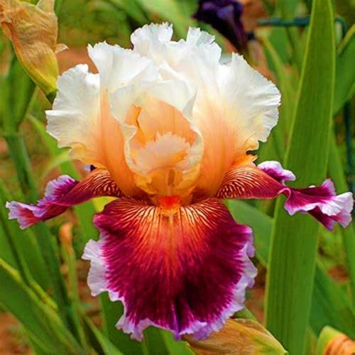Iris Bulbs for Planting Now UK,Hardy Perennial,Wedding Flowers,Plant Bulbs,Garden Flowers,Iris Bulbs,Cut Flowers,Hardy Perennial,Flowering Rhizome,Strong Plants That Grow Well-10Bulbs-E