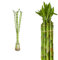 10x Lucky Bamboo Glücksbambus - 90cm GERADE - Straight in verschiedenen Groessen - Zimmerbambus Gluecksbambus Zimmer Deko Bam Boo dracaena sanderiana Zimmerpflanze