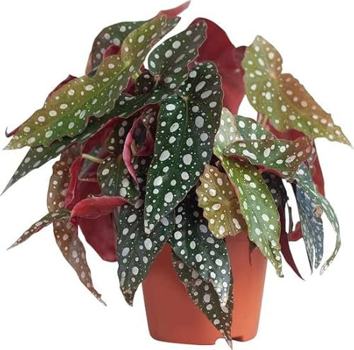 DECOALIVE Planta de Interior Begonia Ala de Ángel, Begonia Maculata, Ideal para Decorar el Hogar Planta Natural