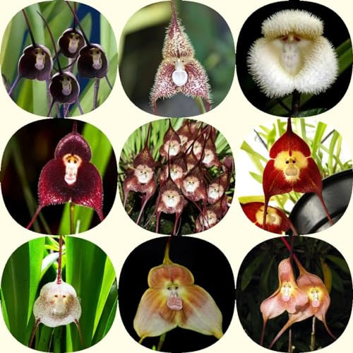 20 pcs affen orchidee pflanze kaufen samen - Dracula simia - bienenweide saatgut, pflanzen garten, Affengesicht Orchidee, bienenwiese saatgut mehrjährig winterhart, pflanzensamen