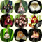 20 pcs affen orchidee pflanze kaufen samen - Dracula simia - bienenweide saatgut, pflanzen garten, Affengesicht Orchidee, bienenwiese saatgut mehrjährig winterhart, pflanzensamen