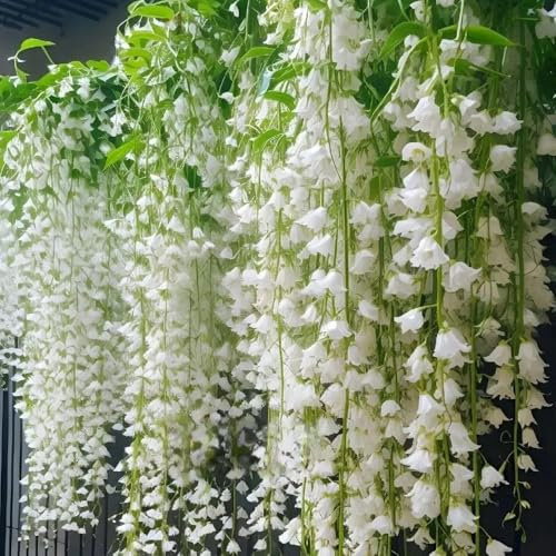 Semillas de jazmín - flores resistentes Jazmín estrella, perenne y resistente. Jazmín estrella resistente plantas trepadoras resistentes maceta jazmín Plantas trepadoras perennes de 16pcs