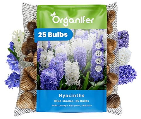 25 Blaue Hyazinthenzwiebeln - Xxl Größe 16/17 Cm - Mischung Aus Carnegie, Blue Jacket Und Delfter Blau - Für Frühlingsgärten, Rabatten Und Töpfe - Organifer