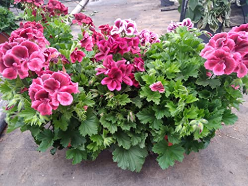 Geraneo Pack 6 Plantas Naturales (PELARGONIUM GRANDIFLORUM) maceta de 13 cm