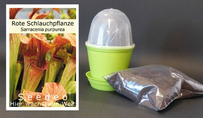 Seedeo Anzuchtset Rote Schlauchpflanze (Sarracenia purpurea)