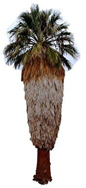Washington Palme (Washingtonia filifera) 1000 frische Samen (Winterharte Palme)