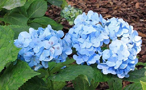 5 Blue Hydrangea Samen Perennial Hardy Garten Strauch Blüte Blume Pflanze Yard Startseite