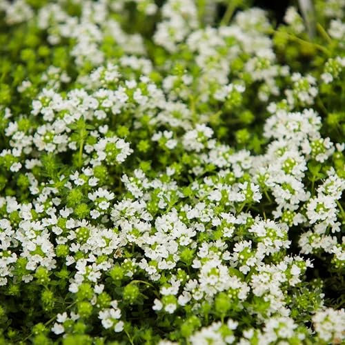 10000+ Stück Weiße Kriechender Thymian Samen,Blumensamen Mehrjährig für Pflanzung, Bodendecker Pflanzen Leicht zu Pflanzen und Wachsen, Thymus Serpyllum Heirloom, Offen Bestäubt