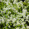 10000+ Stück Weiße Kriechender Thymian Samen,Blumensamen Mehrjährig für Pflanzung, Bodendecker Pflanzen Leicht zu Pflanzen und Wachsen, Thymus Serpyllum Heirloom, Offen Bestäubt