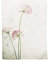 SIDCO Tischläufer Allium Tischtuch Tischband Tischdecke Frühling Schmetterling 40x150
