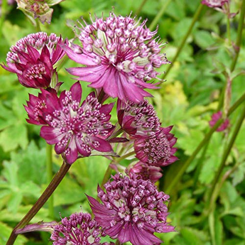 6 x Sterndolde Lars - Astrantia Major 'Lars' Topf 9x9cm: Dunkelrote Blüten, elegant, winterhart.
