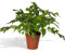 La Green Touch - Monstera Minima - Pianta da interno - Vaso 15 cm, altezza 25 cm