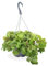 Verdecora Planta del dinero Plectranthus | Hiedra sueca | Purificadora del aire | Planta verde natural de interior en maceta colgante de Ø14cm