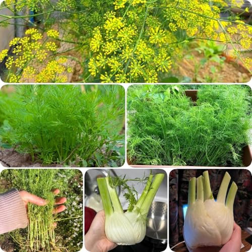150 pcs Fenchelsamen Bio - gartengeschenke, hochbeet samen Fenchelsamen, Fenchelsamen Saatgut, pflanzendeko winterfeste pflanzen für balkon bio gemüse, pflanzen samen Wintergemüse