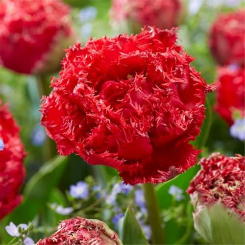 Tulpenzwiebeln winterhart mehrjährig mix - Tulpen zwiebeln kaufen - Dekorative Gartenpflanze, einfach zu züchten, blüht im Frühling-8zwiebeln-I