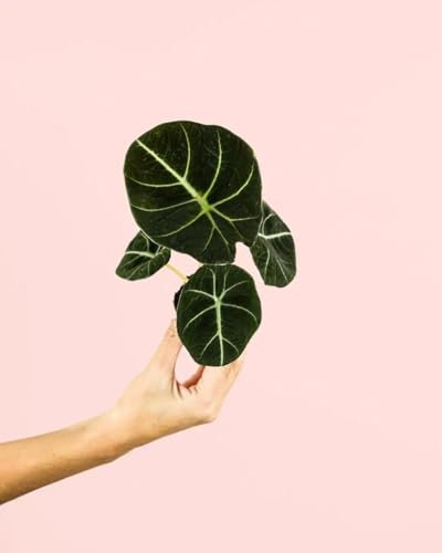 Alocasia Black Velvet | Mini Plantas Naturales Interior | Pur Plant