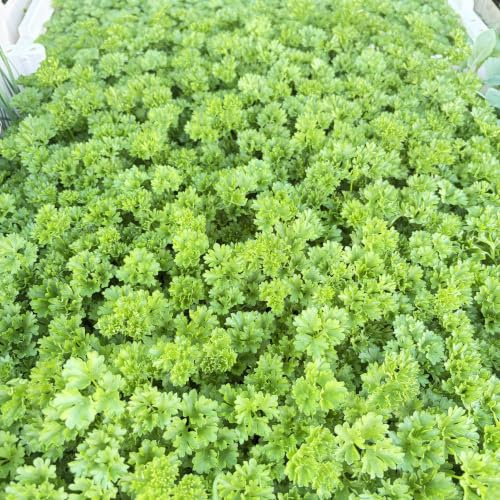Krause-Petersilie Jungpflanzen Kräuterpflanzen 12er-Set