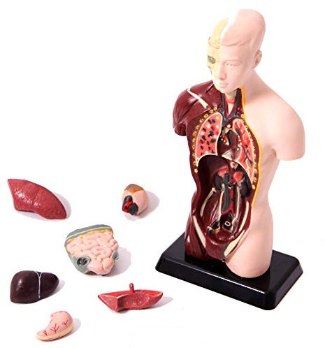 Edu-Science 03093 Quarter-Scale Anatomical Torso Model