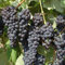 Pianta Barbatella Di Uva Fragola Nera Innestata 40 Cm Pronta Al Trapianto