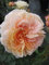 Beetrose Sangerhäuser Jubiläumsrose® - Rosa Sangerhäuser Jubiläumsrose® - Märchenrose - zartapricot - Duft++