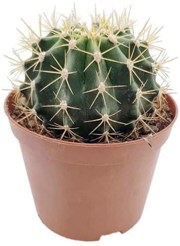 Fangblatt - Ferocactus schwarzii - robuster Wüstenkaktus im Ø 10 cm Topf - Kaktus mit auffälligen Dornen und Blüten - außergewöhnliche Zimmerpflanze