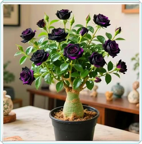 Crea fácilmente un pequeño jardín, la rosa del desierto es el toque final.-1bulbos-C