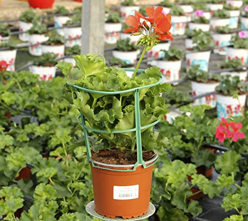 Geranio de Balcón Pelargonium Peltatum Geranio Hiedra o Trepador Planta Natural Mix Color