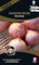 Graines potagères Premium Oignon Rose Rosanna