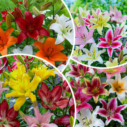 FLORIUM - 50 х Lilien Zwiebeln Mega Kollektion, (50 Zwiebeln), Exklusive mehrjährig blumenzwiebeln, winterhart mischung aus Holland für Garten (große knollen, kein Samen)