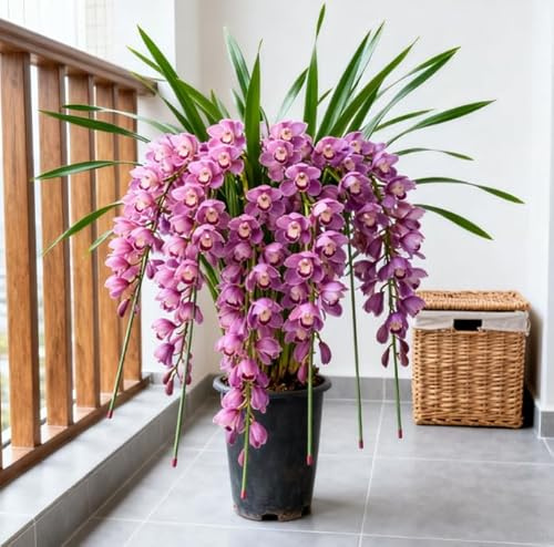 Orchidee Cymbidium per Soggiorni - Eleganti e Sontuose - Esaltano lo Stile della Casa - Resistenti Perenni-3 PCS-J