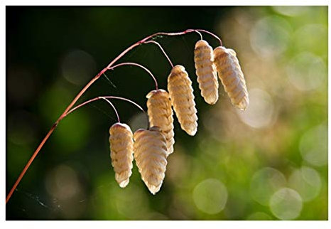 RP Seeds Briza Media (Quaking Grass) - 50 Seeds. British Native Grass.