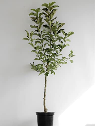 Apfel 'Alkmene' ca. 150cm im 10 Liter Topf