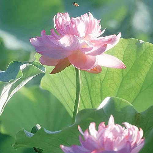 Bonsai Lotus Samen Winterhart lotusblume Lotussamen Hydroponik Pflanze Robuste Balkonpflanzen Winterharte Stauden MehrjäHrig Steingartenpflanzen Indoor Garden Plants Blumensamen Blumen 100Stück