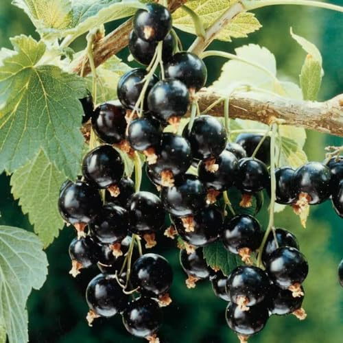 Black Currant Live Plant, Cold Hardy Berry Fruit Seedling, 5-9 Inch Tall