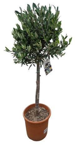 Olea europaea – echter Olivenbaum Hochstamm 110 cm | Topf Ø 22 cm
