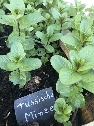 Gardenlovers Russische Pfefferminze ungespritzte Kräuterpflanze | 10 Pflanzen | Mentha piperita | winterhart | aromatische Minze für Tee, Küche & Balkon | aus eigenem natürlichem Anbau