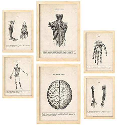 Nacnic Gliedmaßen und Gehirn Postern. Medizinische Illustrationen im Vintage Stil von Anatomie, Körperteilen, Knochen und Muskeln. Innenarchitektur und Dekoration. A4 & A3 Holzrahmen.
