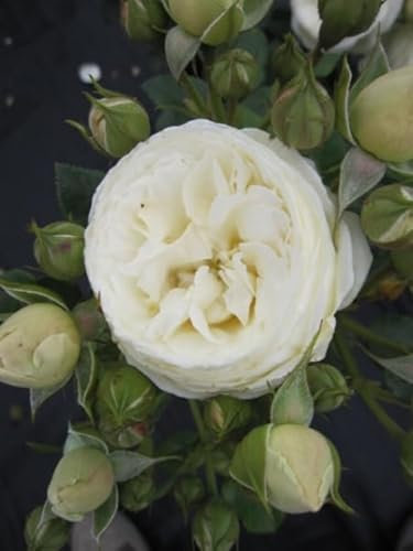 Rosa Artemis® - Strauchrose - Nostalgierose - Tantau Rose Stückzahl 20