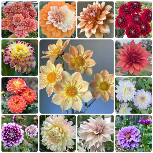500 Pcs Dahlien Samen Winterhart, Saatgut Blumenbeet, Exotische Samen, Balkon Blumen (Dahlia Pinnata) Kleine Geschenke, Pflanzensamen Zimmerpflanzen Samen Pflanzen Garten, Winterharte