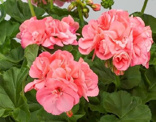 100 Stück Geranien-Blumensamen