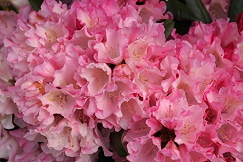Rhododendron Kalinka Rhododendron yakushimanum Kalinka Containerware 30-40 cm