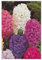 Hyazinthe 3er Tuff Trio Farbmix - Hyacinthus orientalis 3er Tuff Trio Farbmix in rosa, blau und weiß, 3 Zwiebel im Topf 12 cm vorgetrieben - 12 cm