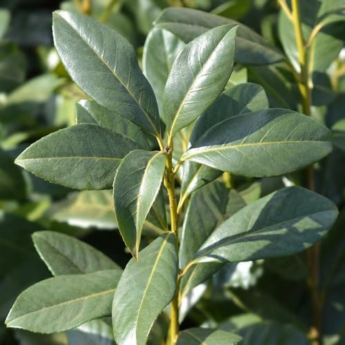 Kirschlorbeer - Prunus laurocerasus Caucasica - Heckenpflanze - Blatt grün - 8 Pflanzen - 1 laufenden Meter - immergrün - Topf 9cm Höhe 30-35cm