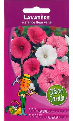 Lavatère à grande fleur varié