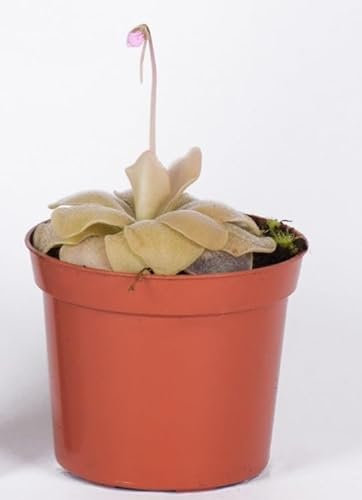 Butterwort Pinguicula Weser with Light Pink Leaves Carnivorous Plant in 9cm Pot